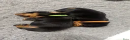 Miniature Dachshund dogs for sale: Miniature daschund puppies - Advert 6