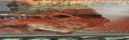 Toad reptiles for sale: Giant Suriname Marine Toad with Set Up - Advert 8