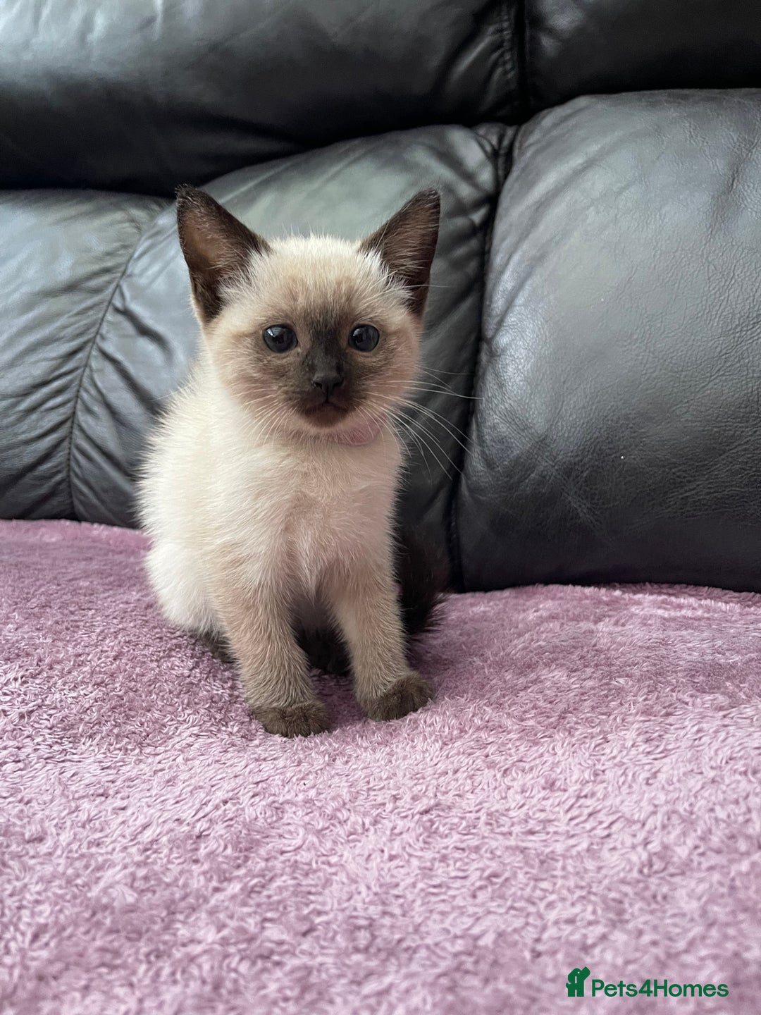 Ragdoll cats for sale: Boy and girl  - Image 8