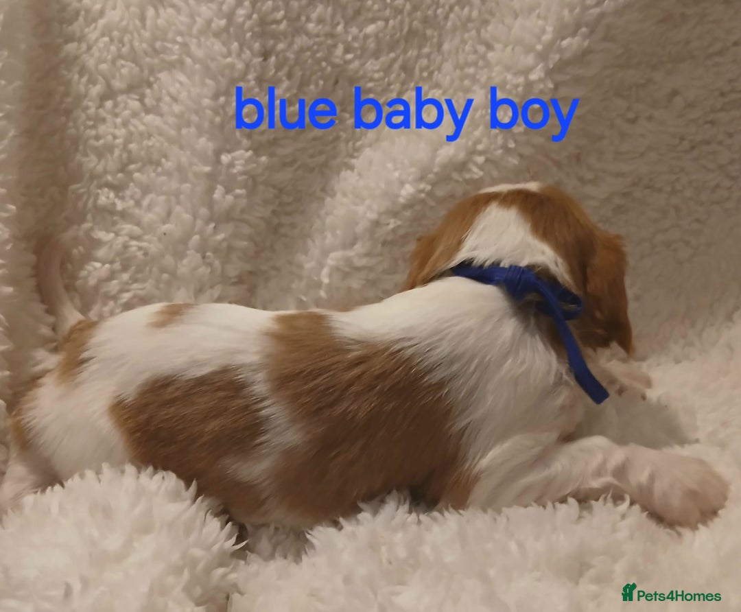 Cavalier King Charles Spaniel dogs for sale: Health tested Cavalier King Charles  - Image 19