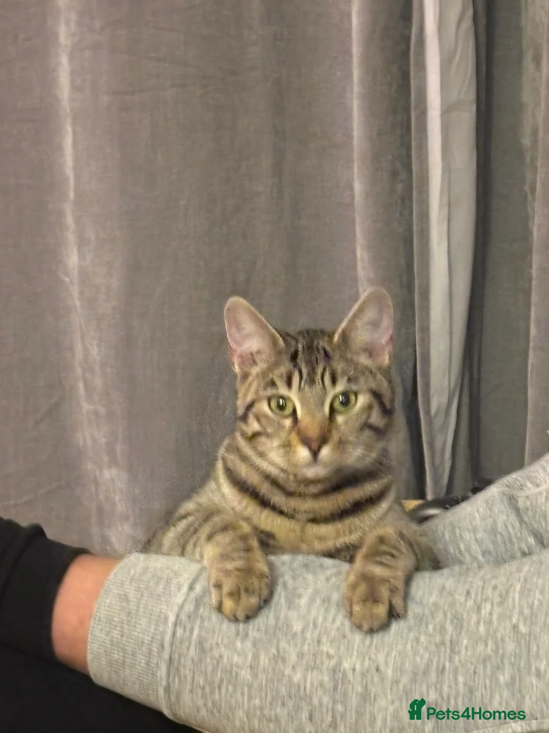 Bengal cats for sale: Bengal x kittens in Norwich - Advert 2