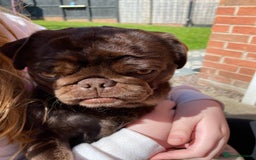 Pug dogs for sale: Chocolate Brown Pug - Image 9