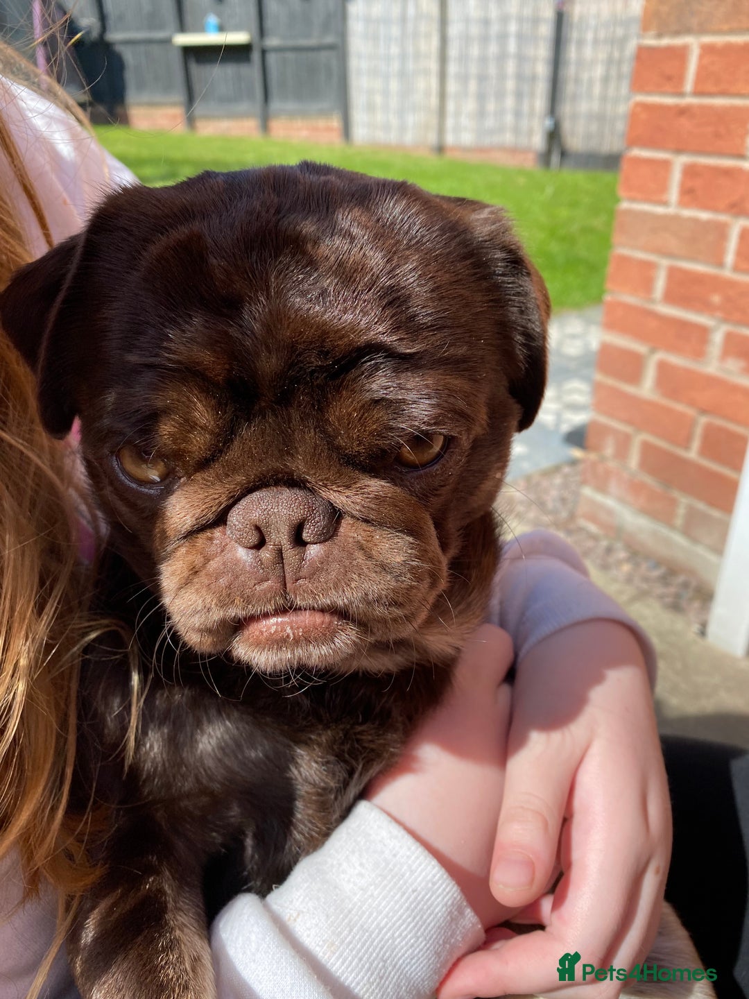 Pug dogs for sale: Chocolate Brown Pug - Image 9