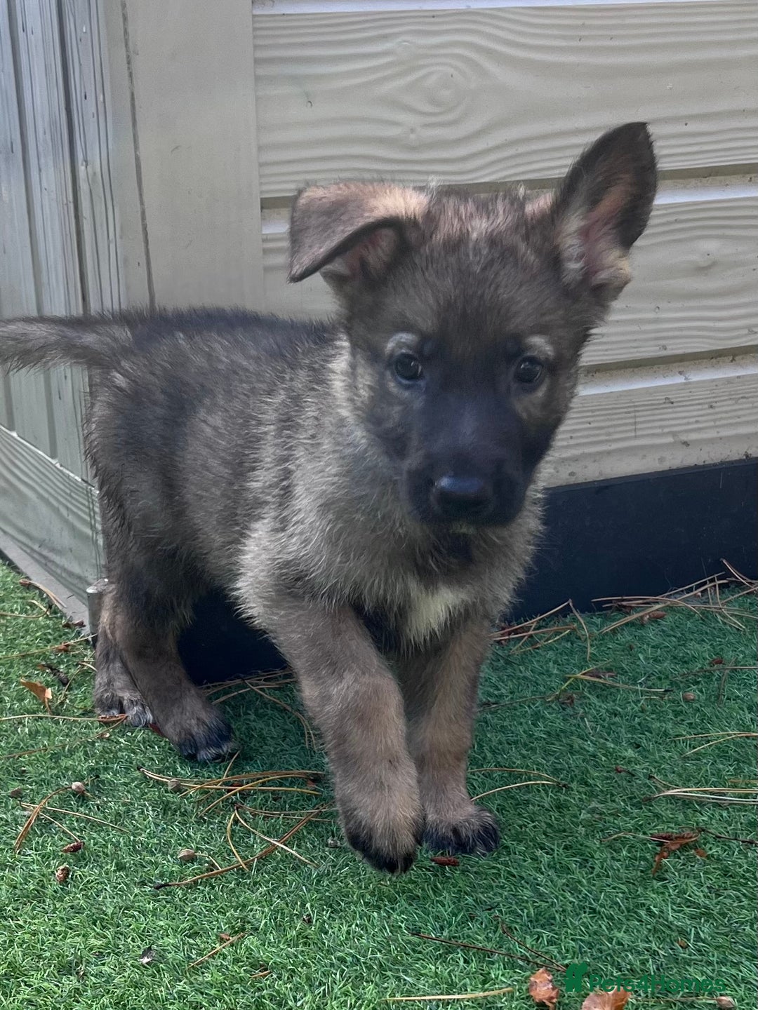 German Shepherd dogs for sale: German Shepherd Puppies, Ready to leave next week - Image 29
