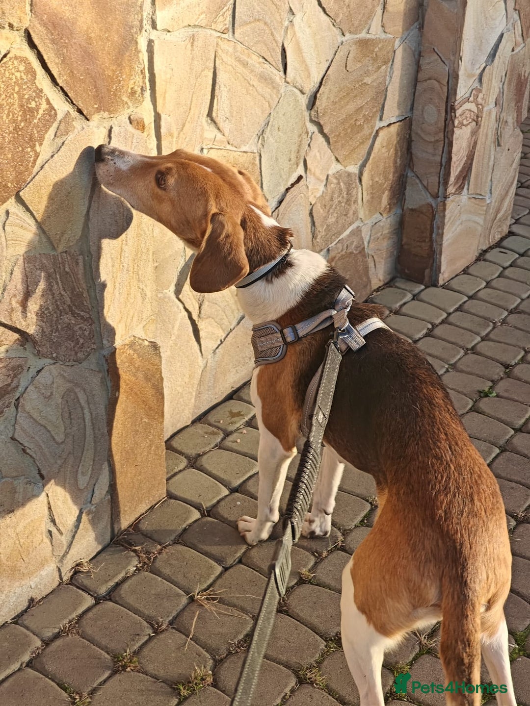 Mixed Breed dogs for adoption: ❤️🐶Radna elegant 2 yo Estonian Hound❤️🐶 - Advert 8