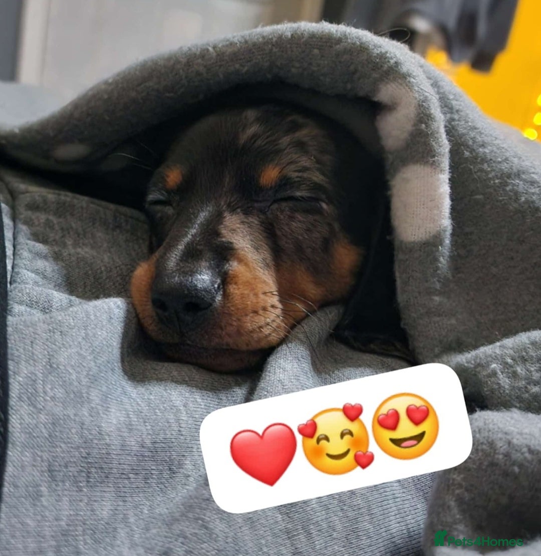 Dachshund dogs for sale: Ready to leave  - Advert 11