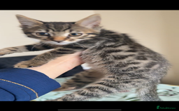 Bengal cats for sale: 2 stunning bengal kittens looking for their home - Image 3