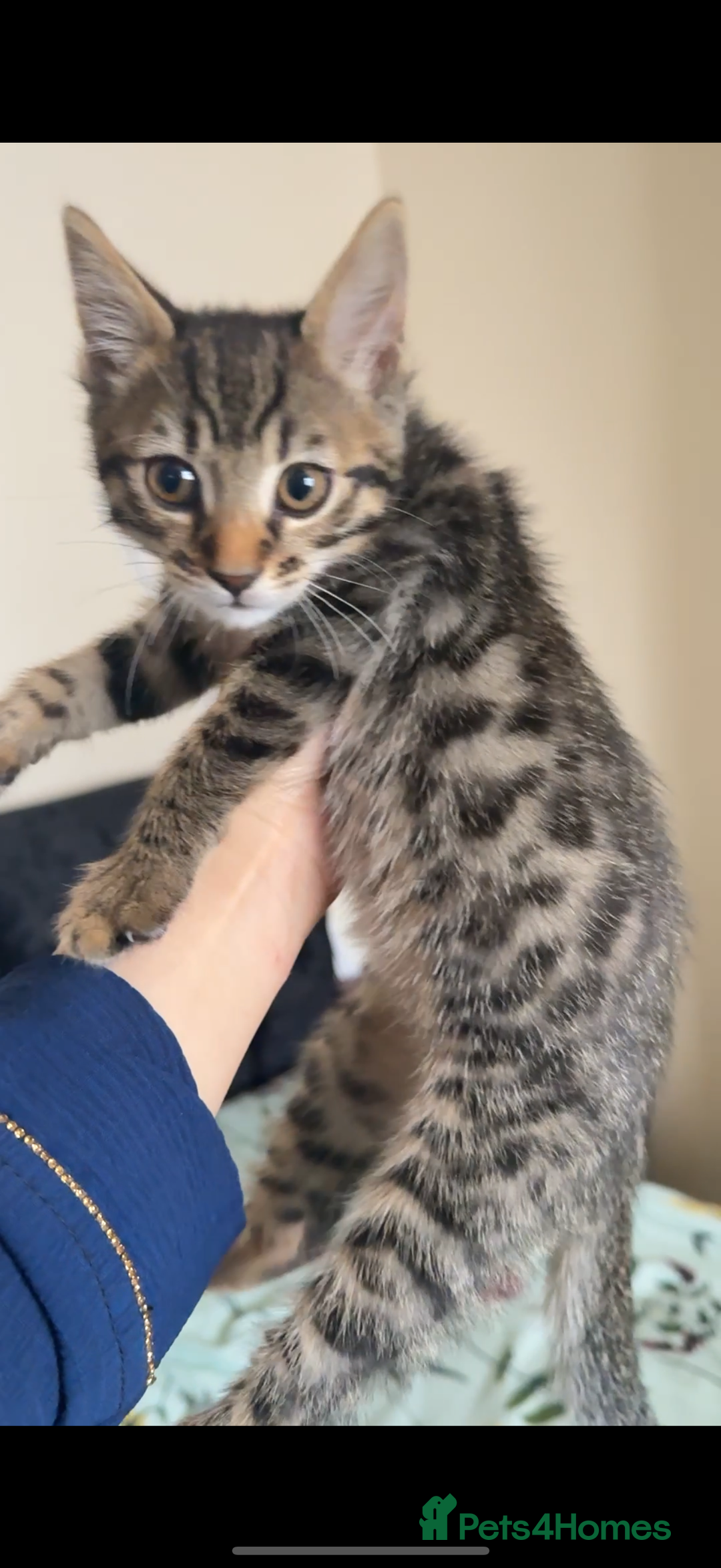 Bengal cats for sale: 2 stunning bengal kittens looking for their home - Image 3