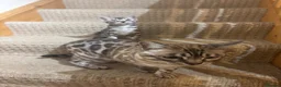 Bengal cats for sale: Stunning pedigree Bengal kitten only one left  - Advert 9
