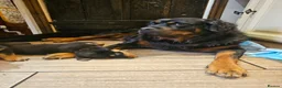 Rottweiler dogs for sale: Strong working line Rottweiler pups for sale in Dartford - Advert 23