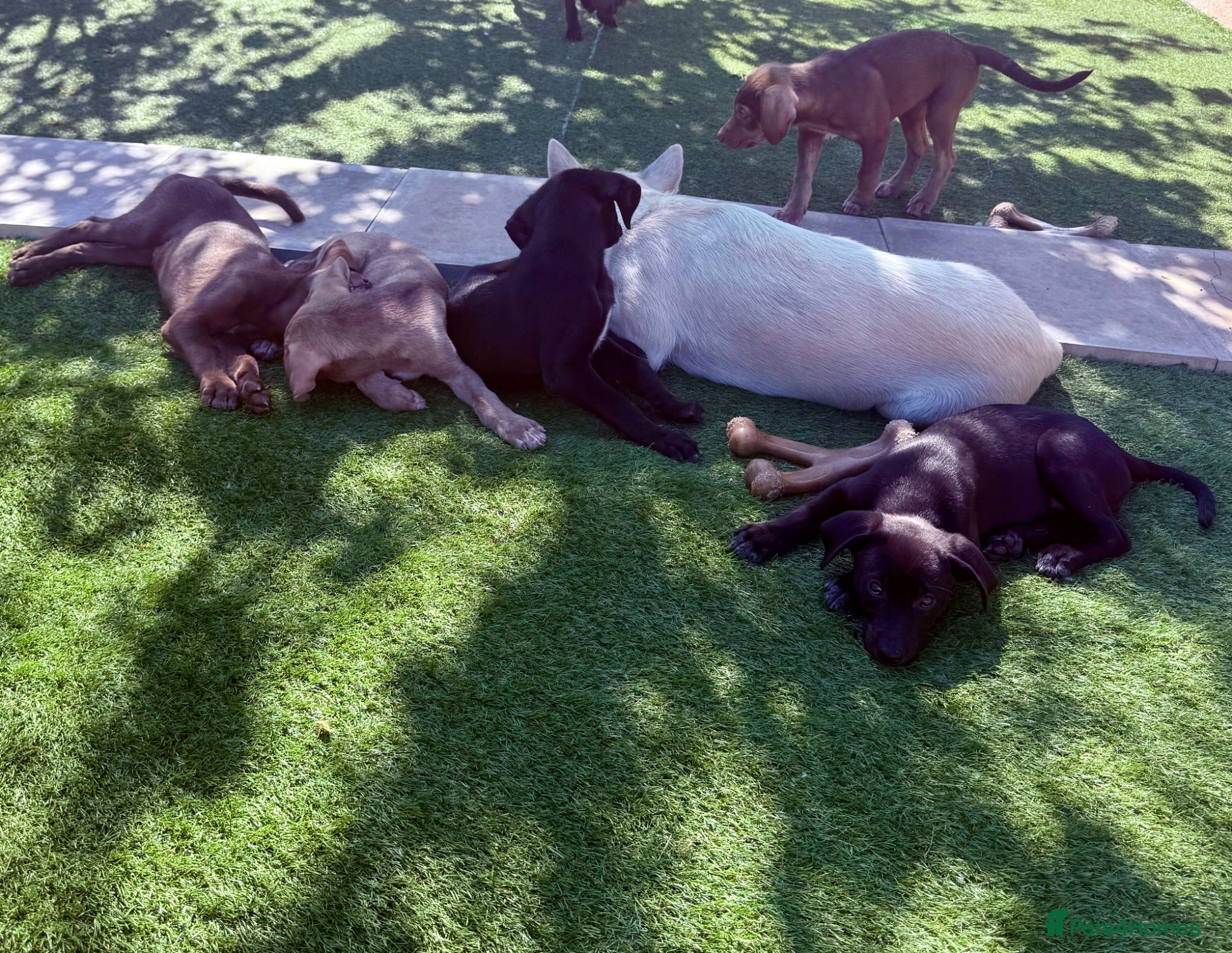 Mixed Breed dogs 🏡Boys Ready Siberian Shepsky x Weimaraner Pups ❤️ - Advert 2