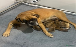 Boxer dogs for sale: 27 Champion bloodline red and black mask boxers - Image 5