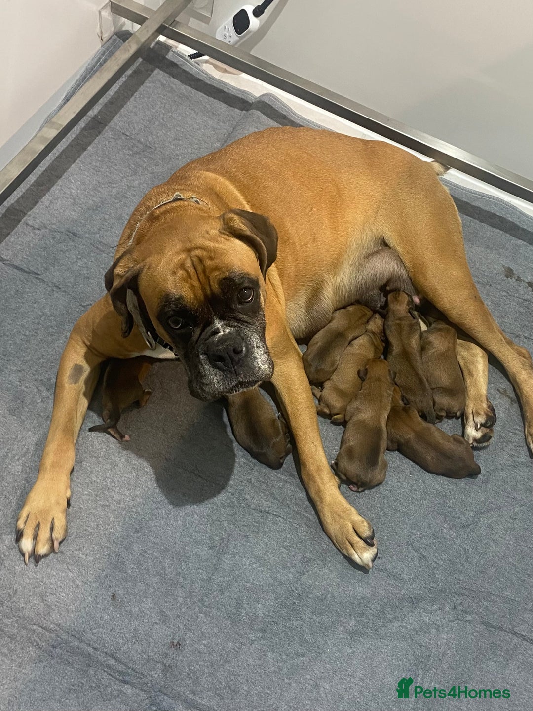 Boxer dogs for sale: 27 Champion bloodline red and black mask boxers - Image 5