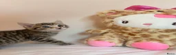 Mixed Breed cats for sale: BENGAL X DSH X BSH ADORABLE FLUFFY KITTEN - Advert 19