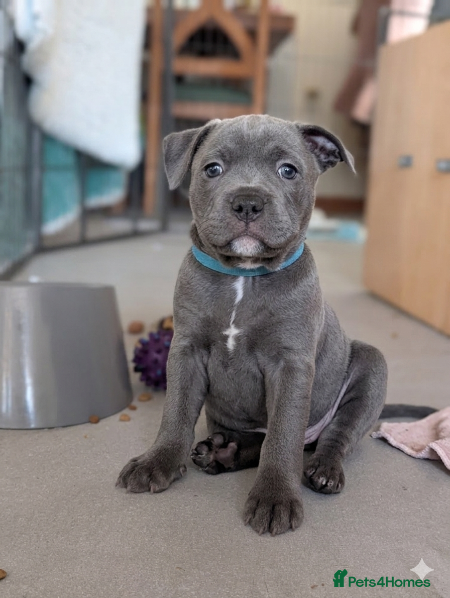Staffordshire Bull Terrier dogs blue KC reg Staffordshire bull terrier puppies  - Advert 10