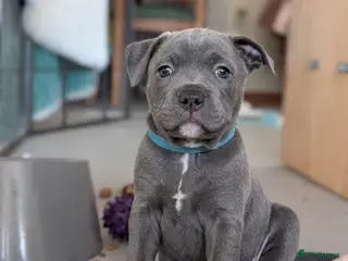 Staffordshire Bull Terrier dogs blue KC reg Staffordshire bull terrier puppies - Advert 10