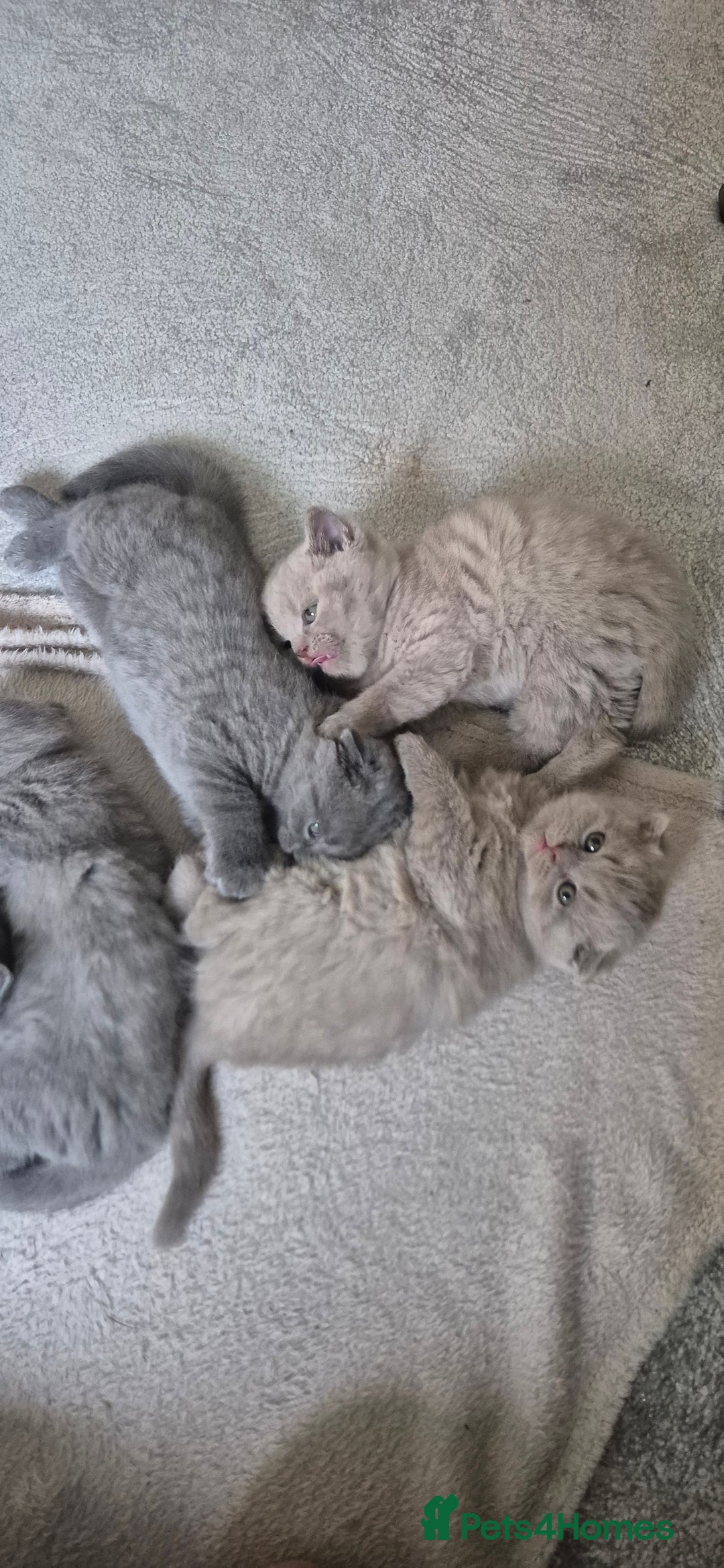 Scottish Fold cats for sale: Scottish fold/straight, lilac and grey colour  - Advert 9