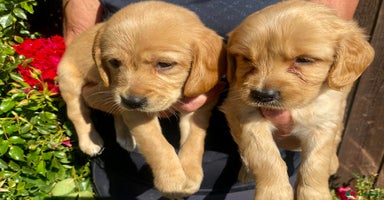 Cockerdor dogs - Advert 1