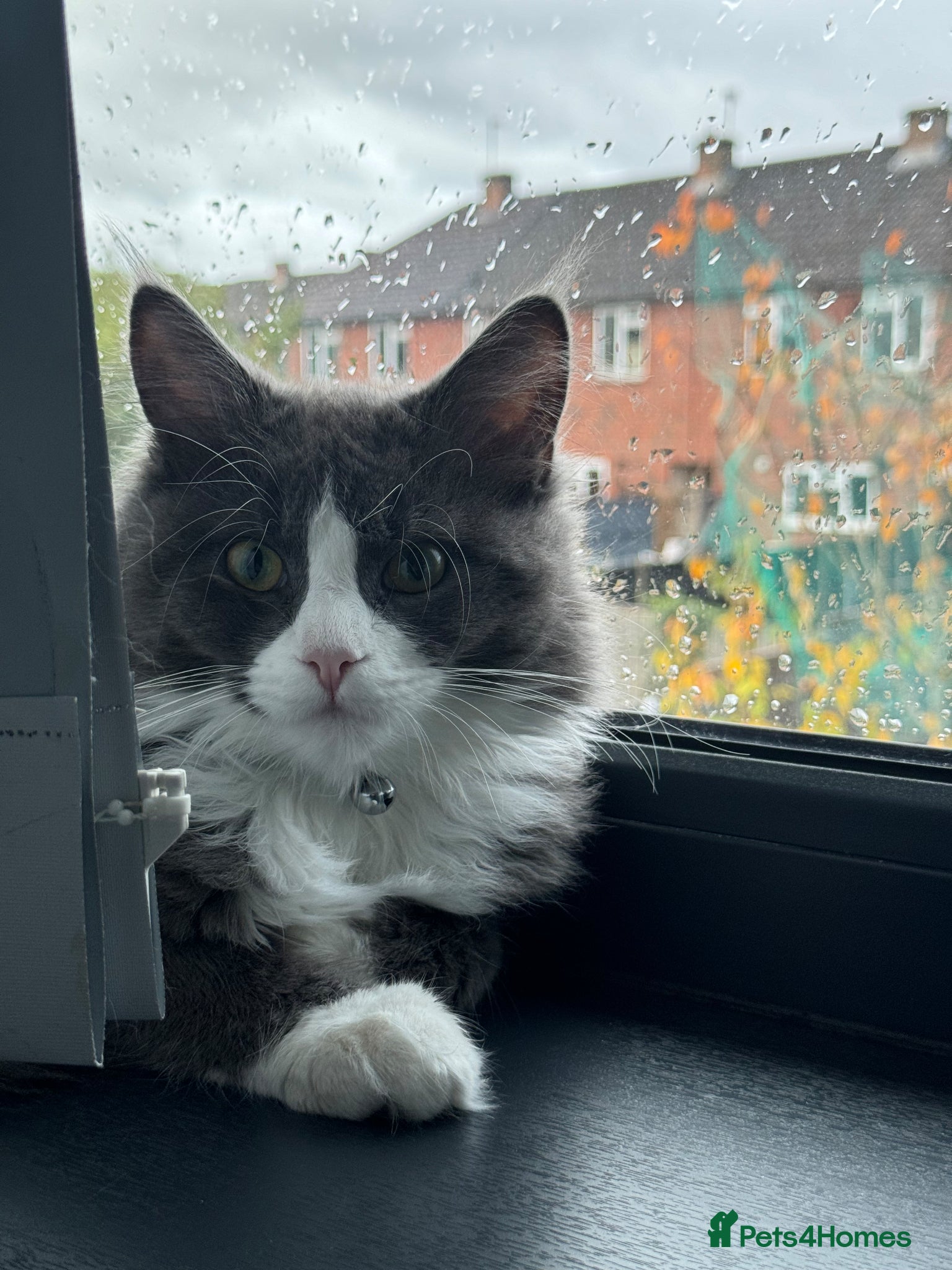 Maine Coon cats for sale: Sadly rehoming our lovely Maine Coon - Advert 14