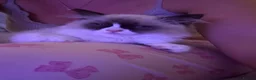 Ragdoll cats for sale: Loving kittens looking for there forever home  - Advert 7