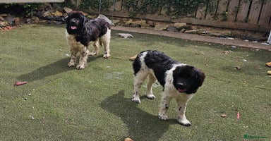 Newfoundland dogs - Advert 4