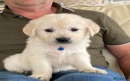 Golden Retriever dogs for sale: Fabulous golden retriever puppies  - Image 6