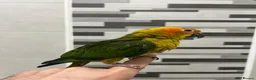 Mixed Breed birds for sale: Beautiful Hand-Reared Sun Conure Babies – Weaned  - Advert 7
