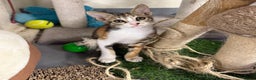Mixed Breed cats for adoption: SALLY - FUN KITTEN HAPPY WITH OTHER CAT-SPAYED - Advert 4