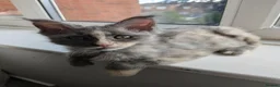 Maine Coon cats for sale: Maine Coons kittens  - Advert 7