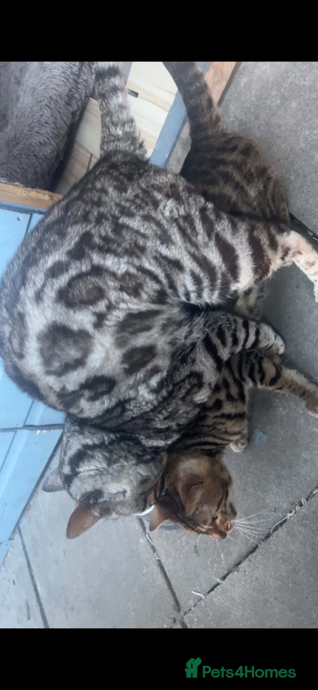 Bengal cats for stud: KUMA TICA ACTIVE  SILVER MAJESTIC BENGAL 🐆 in Walsall - Advert 1