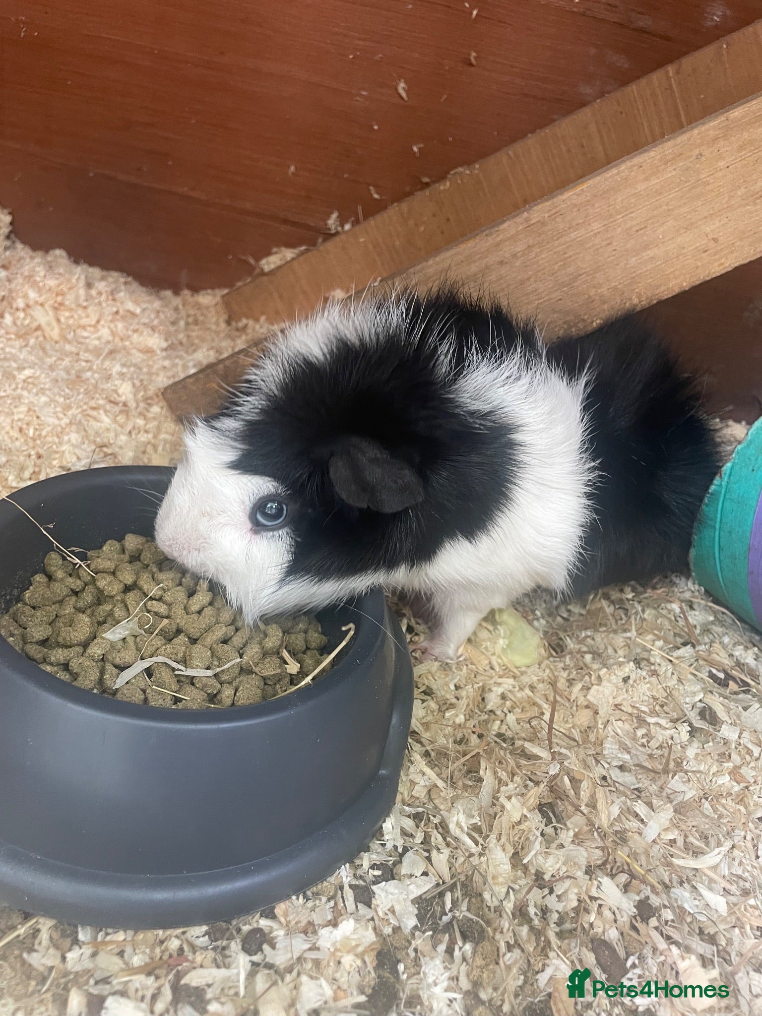 Guinea Pig rodents Bonded male guinea pigs  - Advert 1