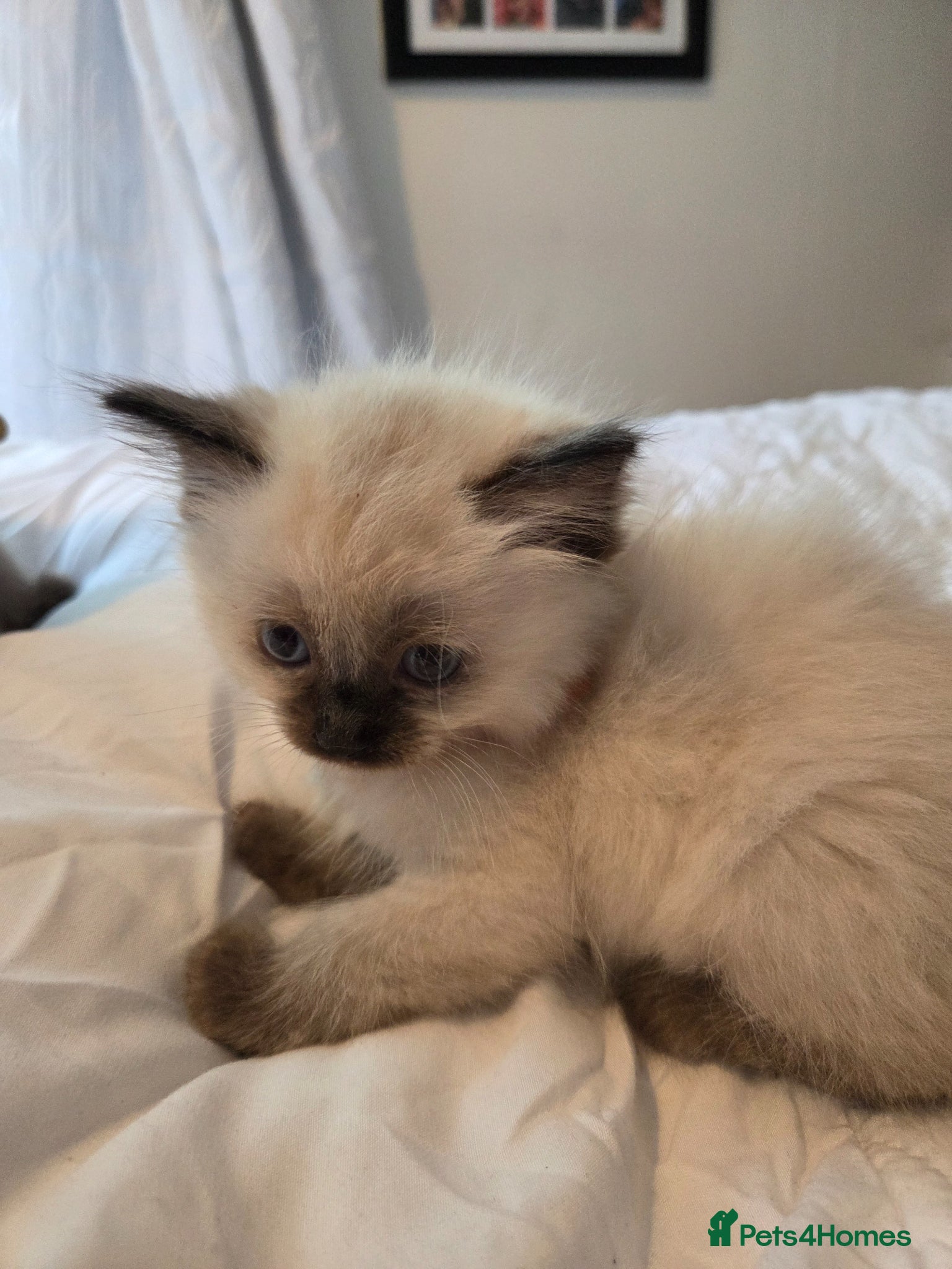 Ragdoll cats Beautiful Ragdoll kittens ready to leave 5th june - Advert 5