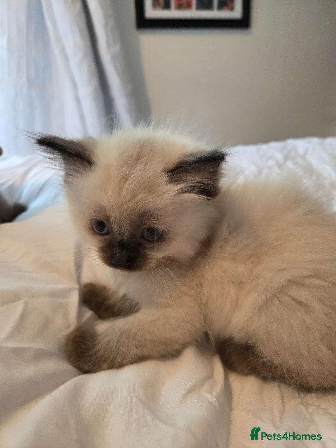 Ragdoll cats for sale: Beautiful Ragdoll kittens ready to leave 5th june - Advert 1
