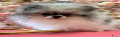 Pomeranian Puppy 2