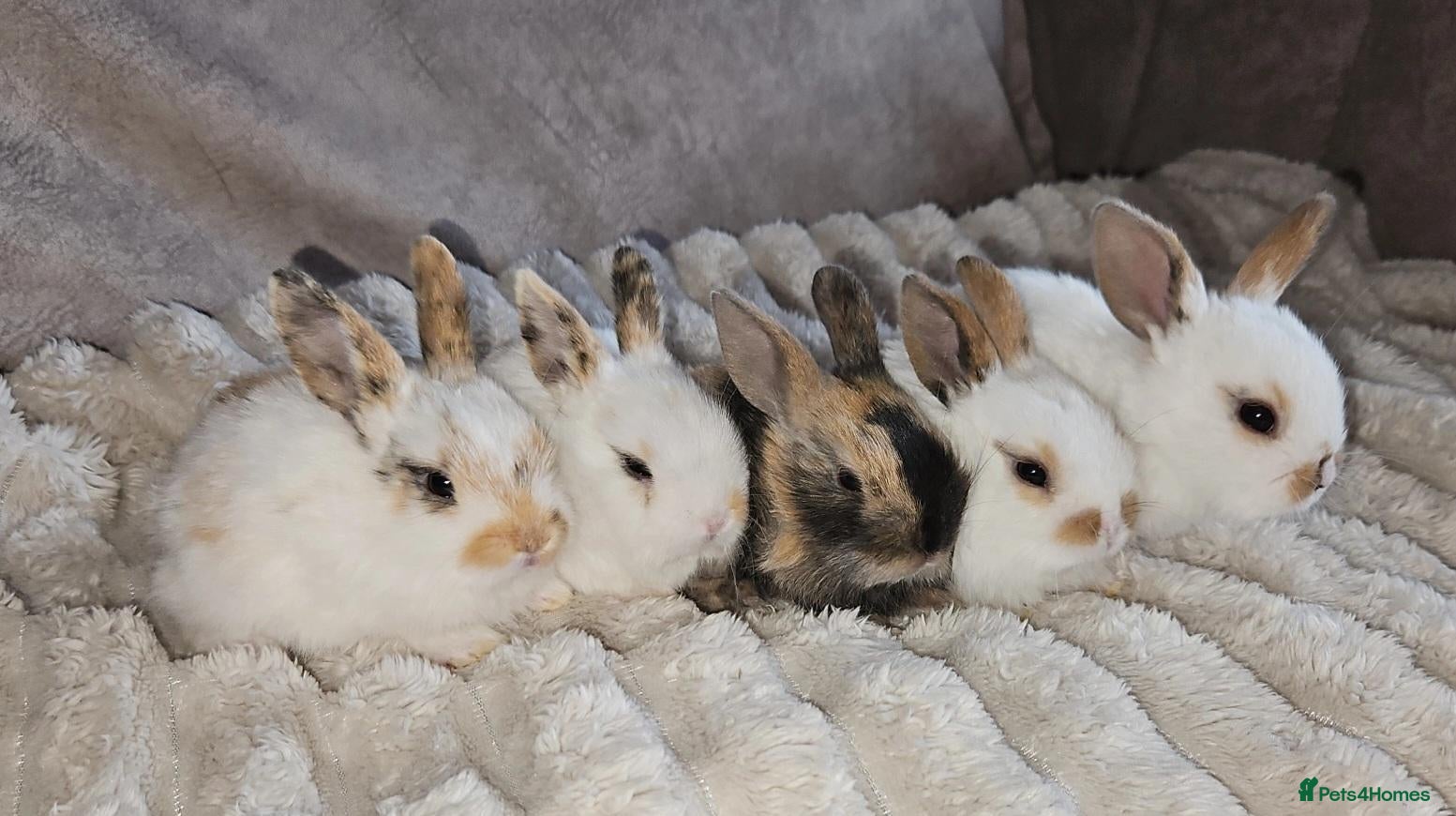 Mini Lop rabbits Baby rabbits (ready now) - Advert 1