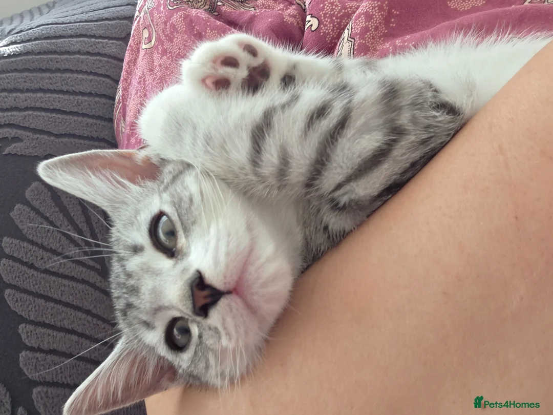 Domestic Shorthair cats for sale: Snowflake  - Advert 2