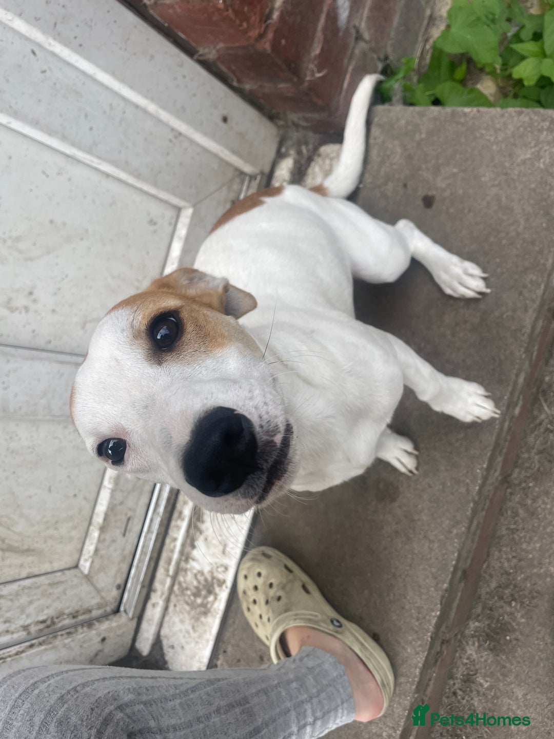 Jack Russell dogs for sale: Male Jack russell - Image 1