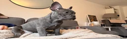 French Bulldog dogs for sale: ✨Stunning Pedigree French Bulldog Puppies✨ - Advert 34