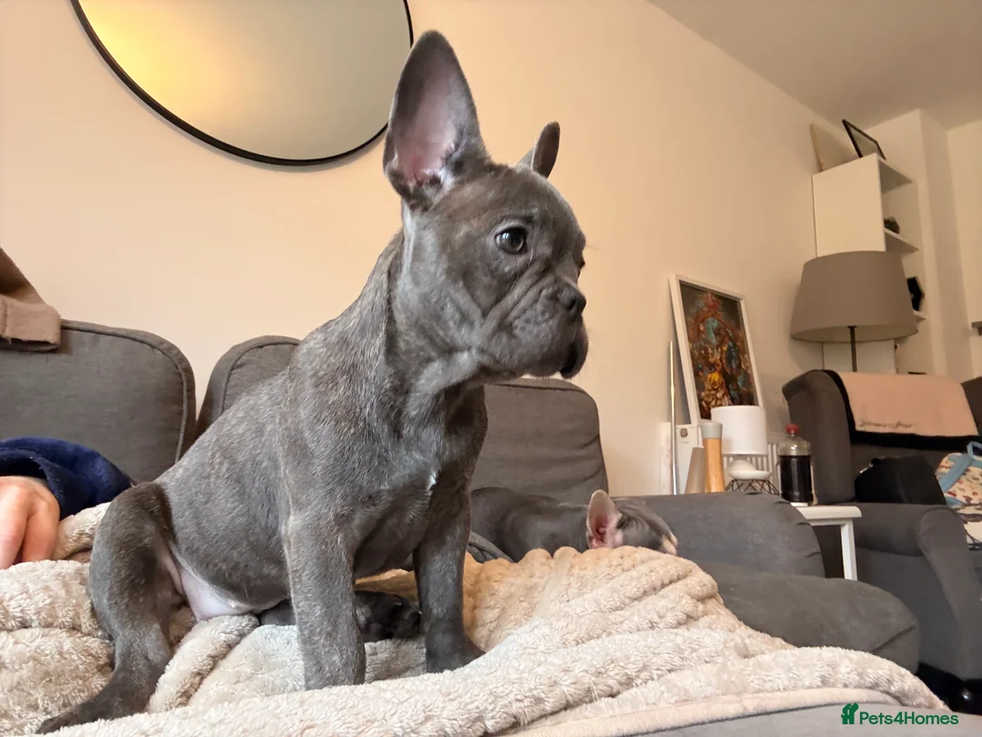 French Bulldog dogs for sale: ✨Stunning Pedigree French Bulldog Puppies✨ - Advert 34