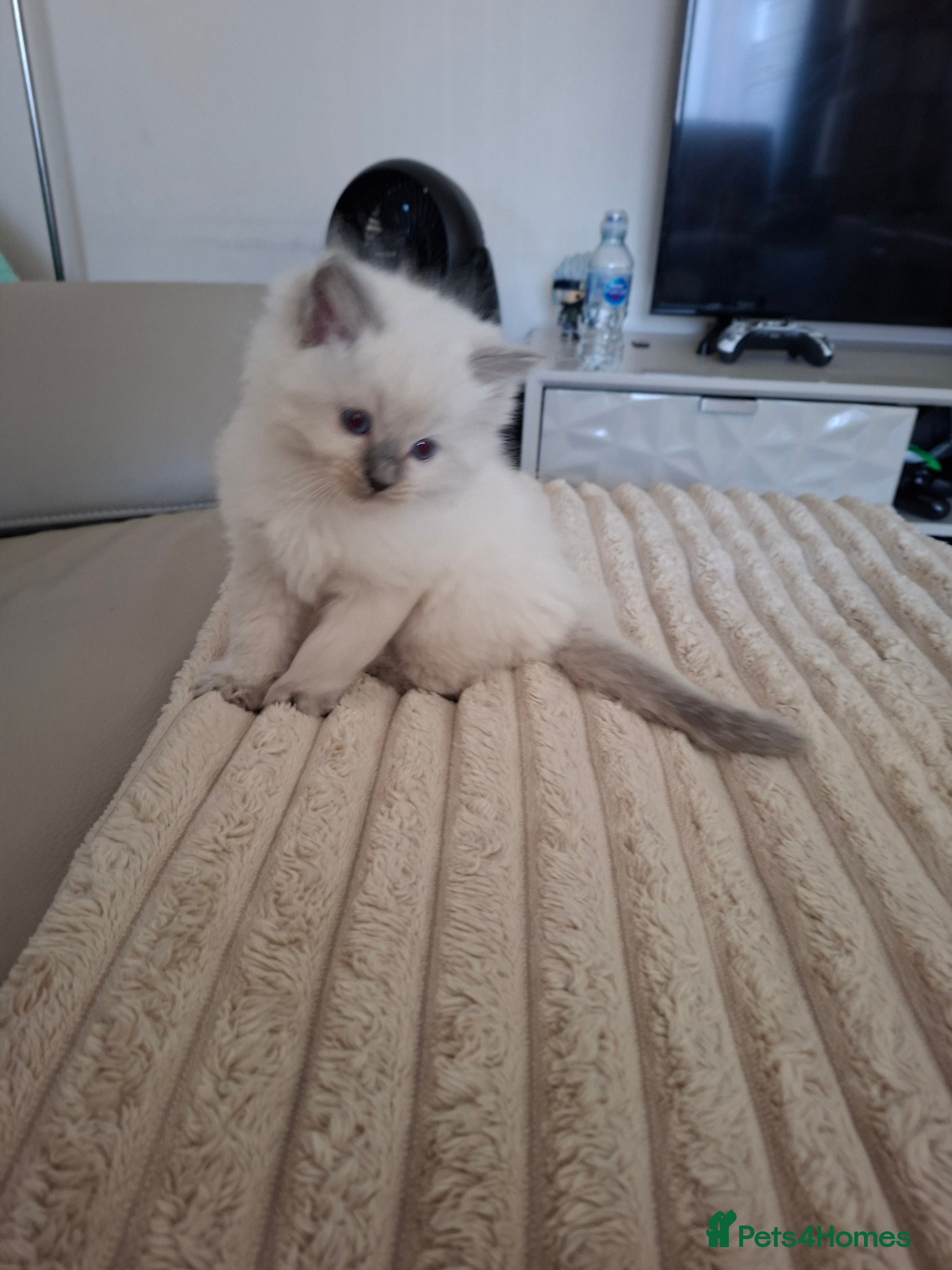 Ragdoll cats Beautiful Ragdoll kittens  - Advert 2