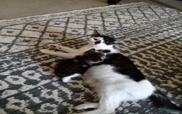 British Shorthair cats for sale: Kittens ready for their forever homes now - Image 2