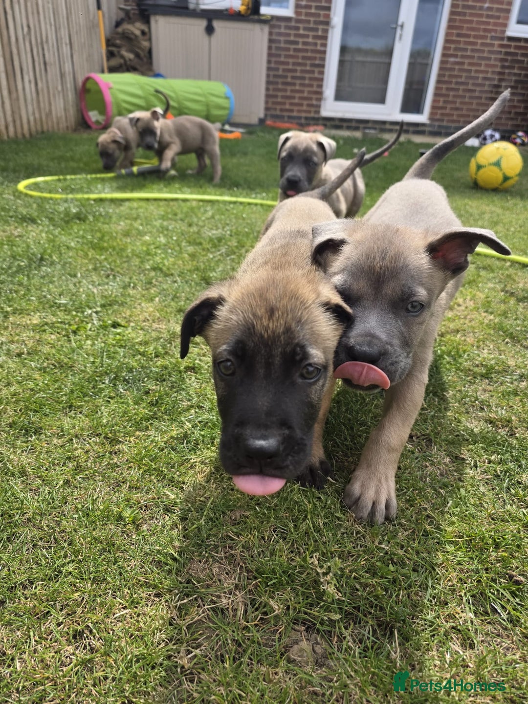 Mixed Breed dogs for sale: German shepard cross - Image 10