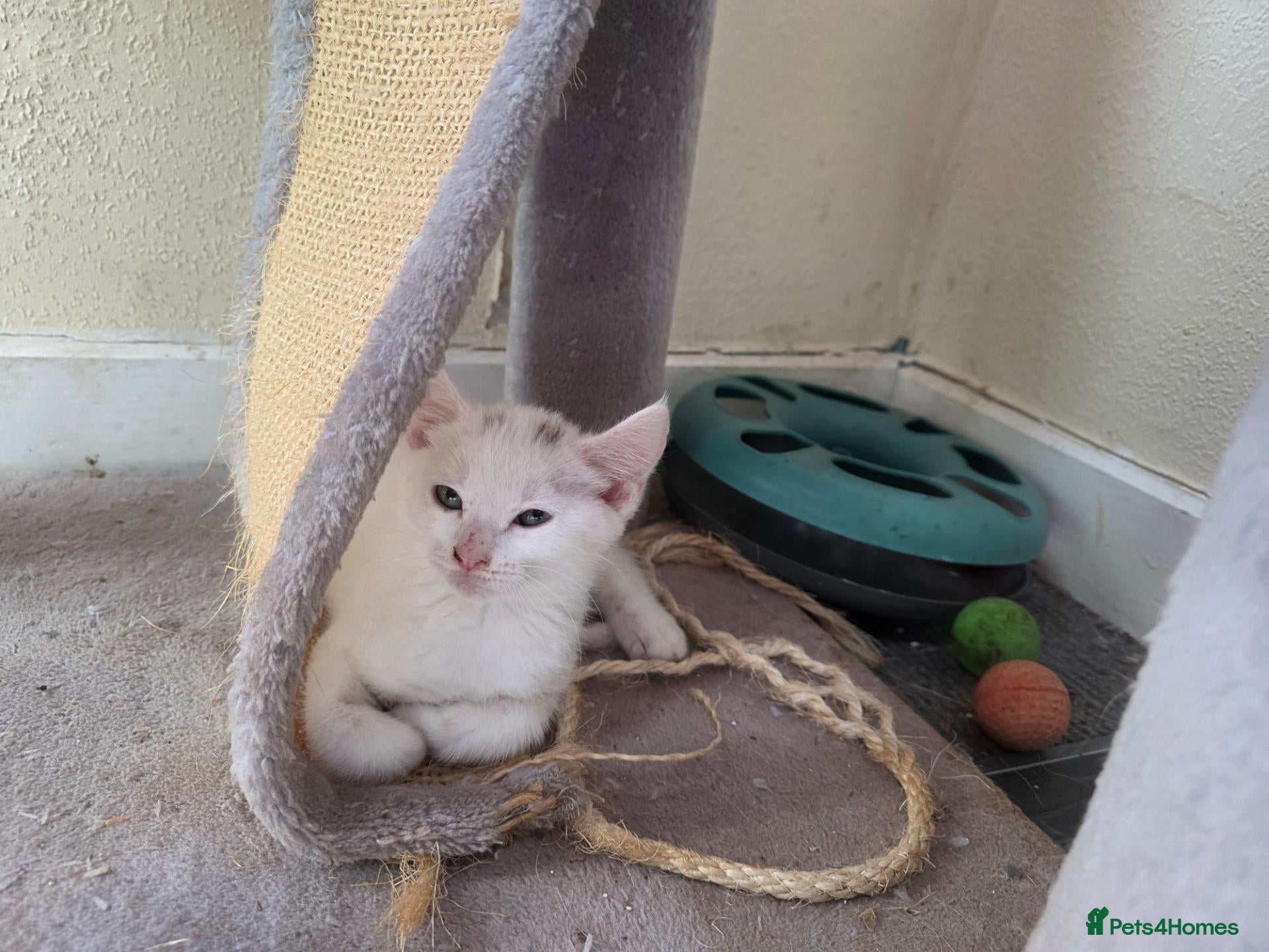 Turkish Angora cats Cute kittens - Advert 2