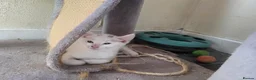 Turkish Angora cats for sale: Cute kittens in Leigh-on-Sea - Advert 1