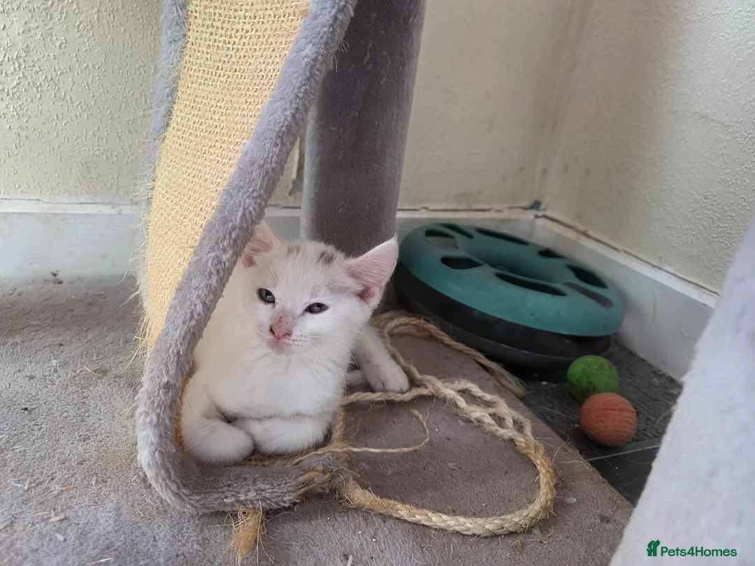 Turkish Angora cats for sale: Cute kittens in Leigh-on-Sea - Advert 1