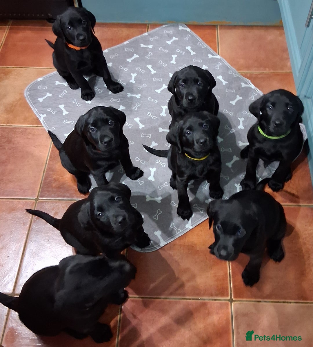 Labrador Retriever dogs for sale: 8 Beautiful Black Labrador Puppies - Image 3