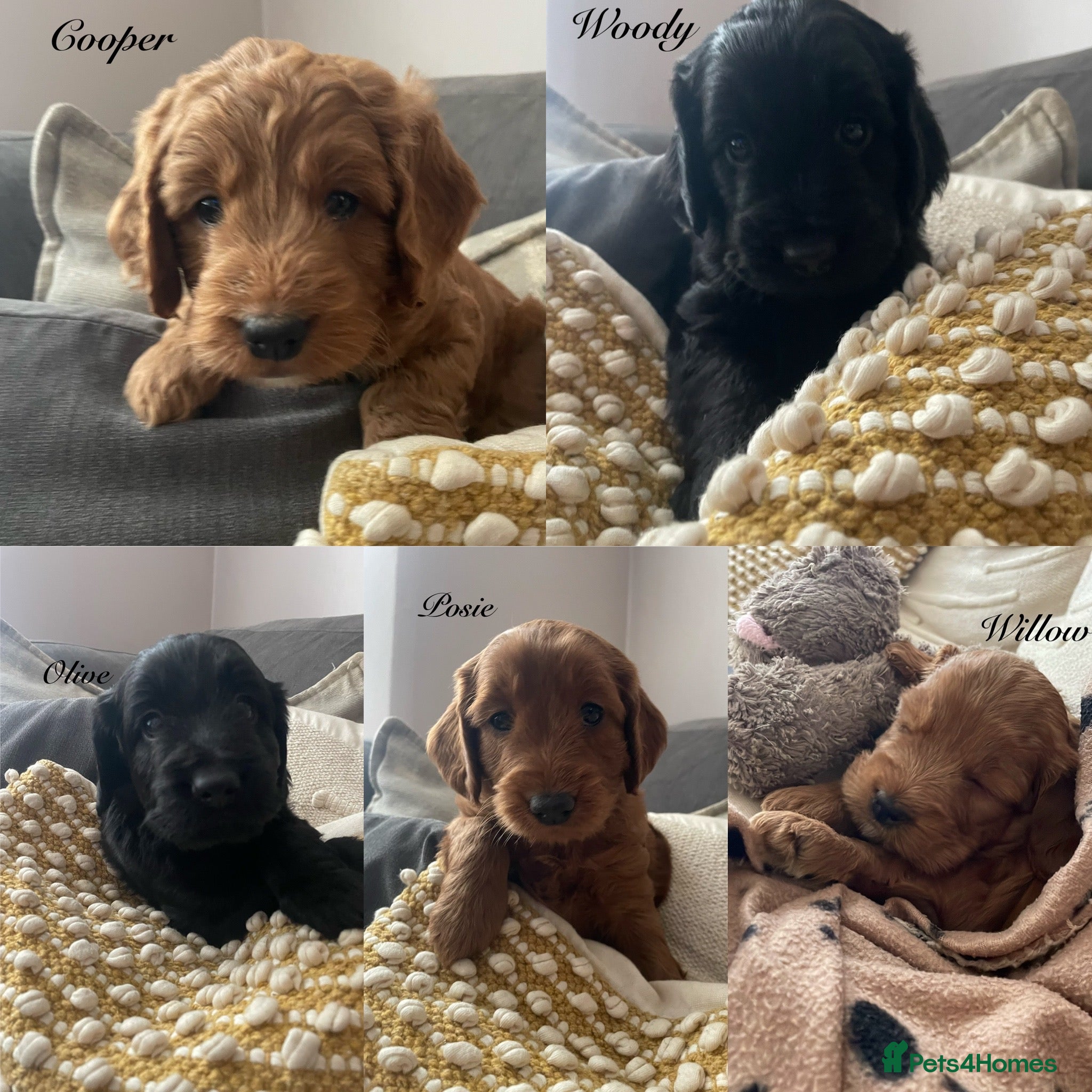 Mixed Breed dogs Beautiful litter of rare cockapoo Doodle/redsetter - Advert 1