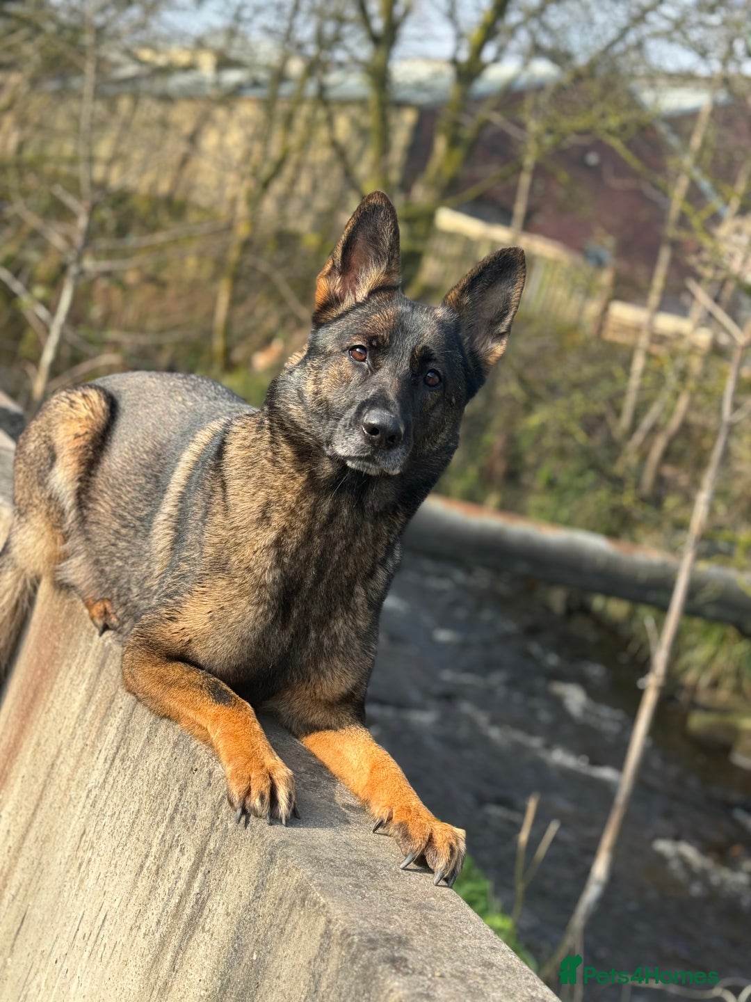 German Shepherd dogs for sale: Working line German shepherd  - Image 16