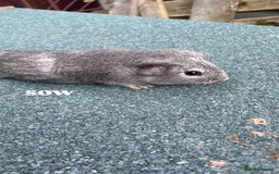 Guinea Pig rodents for sale: 4 baby guinea pigs & 2 adult males for sale! - Image 1