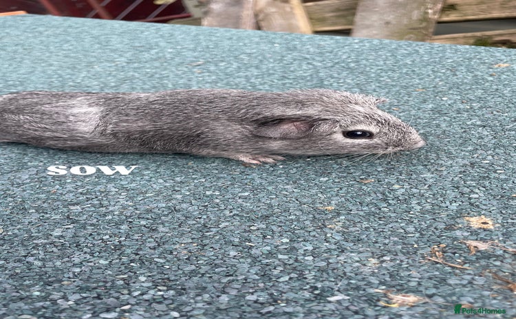 Guinea Pig rodents - Advert 4
